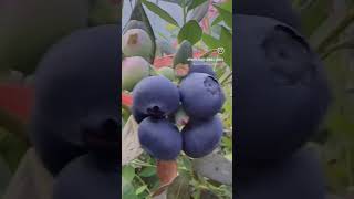 Saskatoon are small, purple berries with a sweet, nutty flavor.#saskatoon #fruits #berrries