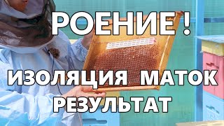 Изоляция маток на период роения.