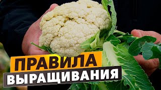 Правила выращивания цветной капусты