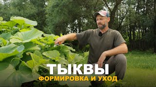 ДЛЯ ЧЕГО НУЖНО ФОРМИРОВАТЬ ТЫКВУ? Уход за тыквенными культурами. Все о подкормках тыквы и огурцов.