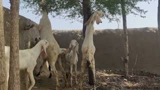 Goats Hung for Eating Grass