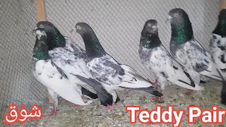 Saith Walay Teddy Kabootar | Aqeel Pigeon Master | 3 Pair Teddy Pigeon Shoq Karain Dosto |