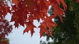 Buntes Herbstlaub