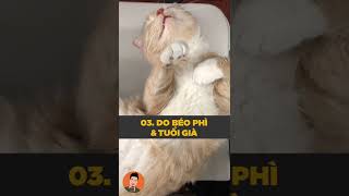 Những nguyên nhân khiến mèo ngủ nhiều #pets #shorts #tuitienpet #cat