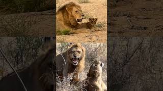 Real King👑of the Forests #lion #lionking #wildlife #animals #shortsfeed #shortsviral #forest #lions