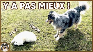 Le MEILLEUR éducateur pour ton chiot est un chien adulte ! BIEN CODÉ ÉVIDEMMENT 👀