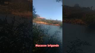 #macacos brigões no #zoo #brasilia #brasil #capivara #diversão #passeio #zoologico