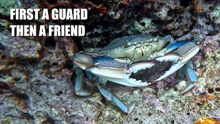 Blue crab interactions 🦀 From guarding a burrow to befriending a human