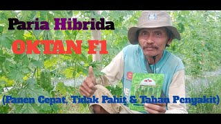 Paria OKTAN F1 dari Cap Panah Merah