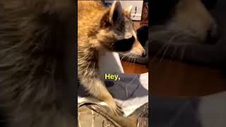 TRASH PANDA 😂😀 - Like and Subscribe -#viral #viralshort #fail  #funnyshorts   #funny   #funnyvideo