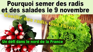 Pourquoi des Semis de radis et de salades le 9 novembre ? Dans le nord de la France !