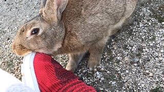 Bunny chin rub