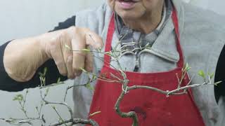 ACer Palmatum 4 alambrado