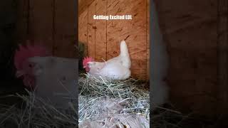 Chicken Lays An Egg - #shorts