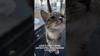 GÖZÜ İLTİHAPLI KEDİYE TEDAVİ