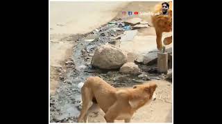 dog prank tiger prank lion prank dog fake tiger prank   on dog fake tiger prank‎@SEKHAR 84 prank 