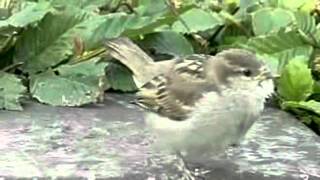 Птицы замедленная съемка ---------- Birds Slow Motion