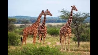 SOUTH AFRICA giraffes #giraffes #animals #jungle #mamals #giraffesquad #shorts #beautyofnature