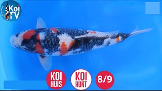 KOI TV | KoiHuis KoiHunt najaar 2024 deel 8-9