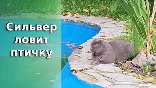 Сильвер ловит птичку