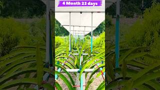 Super Growth in Dragon Fruit Plants #dragon_fruit #pitaya #shots