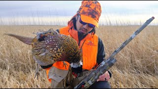 My First Wild Rooster 11.24.2023 #pheasanthunting #pheasants