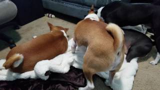 Basenji Pack gets a new blanket