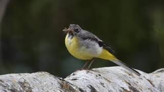 Grey Wagtail feeding young