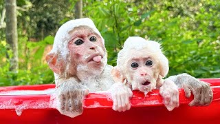 Bibi mischievous takes baby monkey to take a soapy bath!