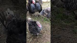 Индюшатам 2 месяца . Дуются !🦃🦃🦃