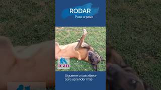 Cómo enseñar a tu perro🐶 a rodar🐕 #adiestramientocanino #educacioncanina  #malinois