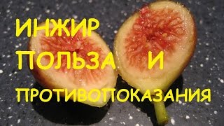 Инжир. Польза и вред для организма.