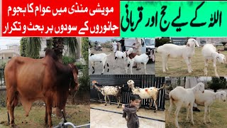 بکرا منڈی اسلام آباد!خوبصورت بیل بکرے دنبے! ہمارے جانور بھی آگئے Bakra Mandi Islamabad!Eid Ke Janwar