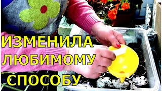 Изменила любимому способу посева ЛОБЕЛИИ. А наверное зря!