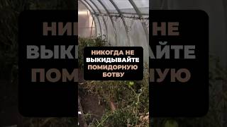 НИКОГДА НЕ ВЫКИДЫВАЙТЕ помидорную ботву