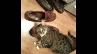 Cat Loves Stinky Shoes