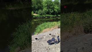 #shorts #nature #meditation #soundeffect #free  #fieldrecording #birds