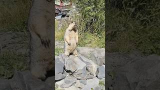 Himalayan Marmot Sounds the Alarm and Makes a Quick Escape#cutemarmot #cuteanimals #marmot #cute