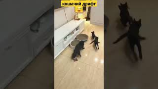 КОШАЧИЙ ДРИФТ