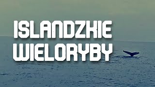 Fascynujące Spotkanie z Wielorybami na Oceanie Atlantyckim!