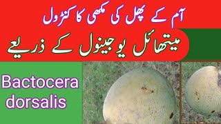 Mango Fruitfly |Bactocera dorsalis | Non Chemical Control غیر کیمیائی طریقے سے کنٹرول