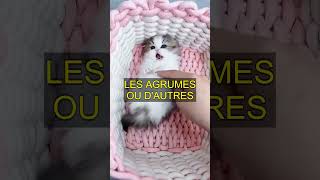 5 choses que les chats détestent : Découvrez leurs secrets !