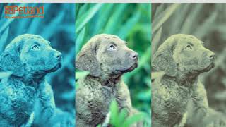 Learn all about the Chesapeake Bay Retriever and why they could be your perfect pet!