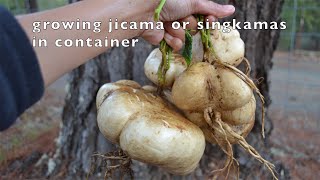 How to grow Jicama or singkamas in containers | Magtanim ng singkamas sa container o timba