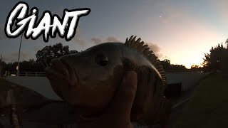 NEW PERSONAL BEST Caught in TINY CANAL