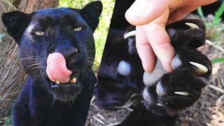 Kevin Richardson - Black Leopard Manicure? | The Lion Whisperer