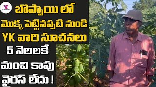 బొప్పాయి లో మొదటి నుండి ఈ రైతు మాటల్లో #papaya#Flower drop #papaya virus #enviro #vaayu#yantra.#yk