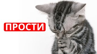 Как КОШКА ИЗВИНЯЕТСЯ перед ХОЗЯИНОМ