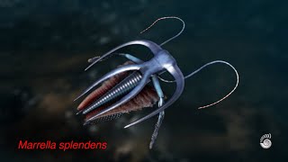 Marrella splendens - Cambrian arthropodomorph.