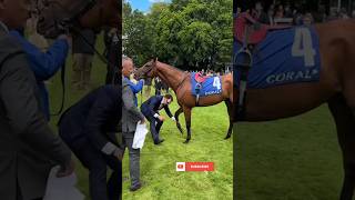 Champion Trainer Aidan O'Brien #horselifevd #horseracing #shorts #short